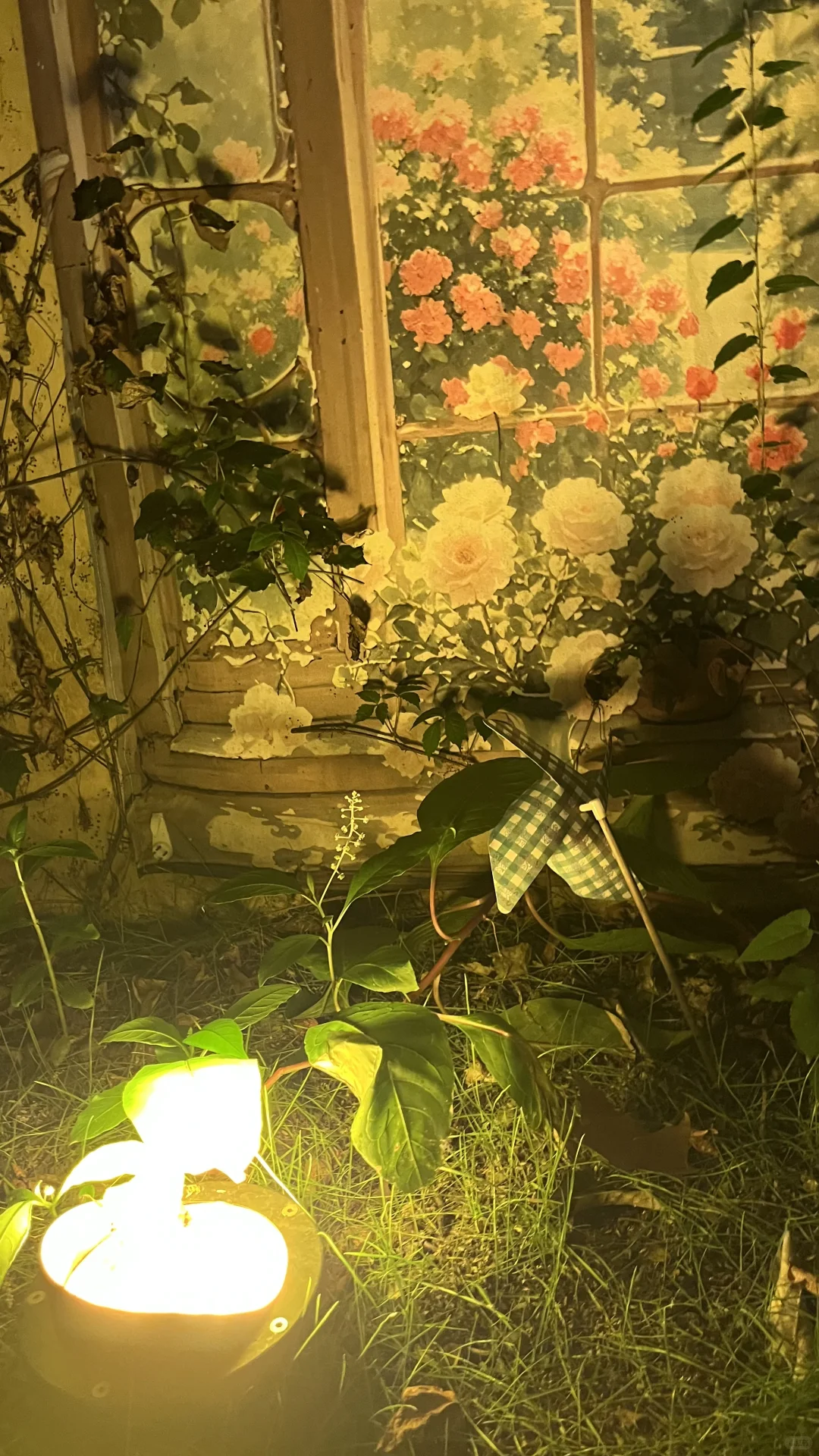 酒酿黄昏，红玫瑰的偏爱