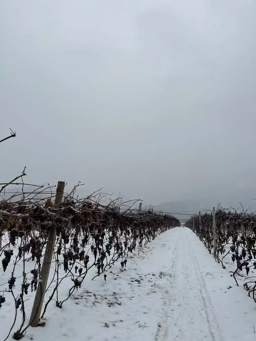 雪后采摘酿造的冰葡酒，不一样的味道