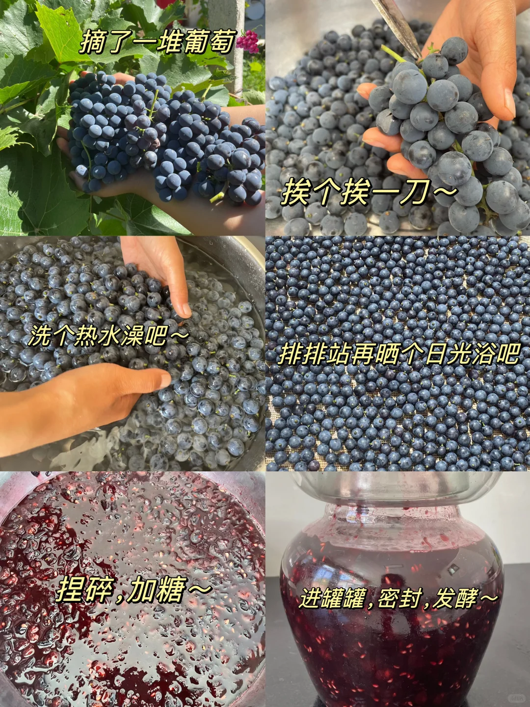 酿葡萄酒?