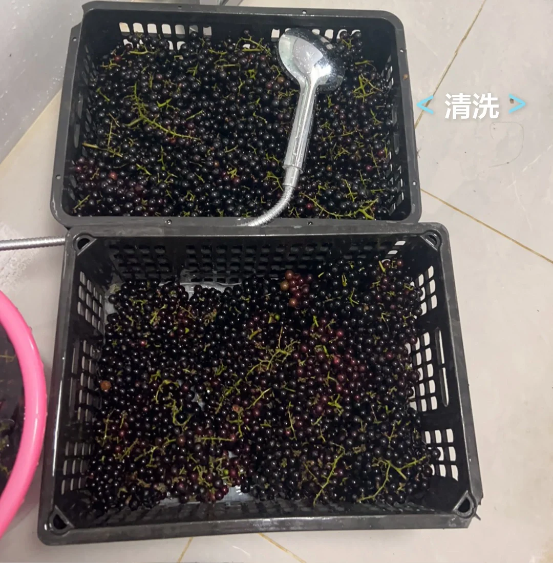 今年买了50斤野葡萄，自酿葡萄酒试一试