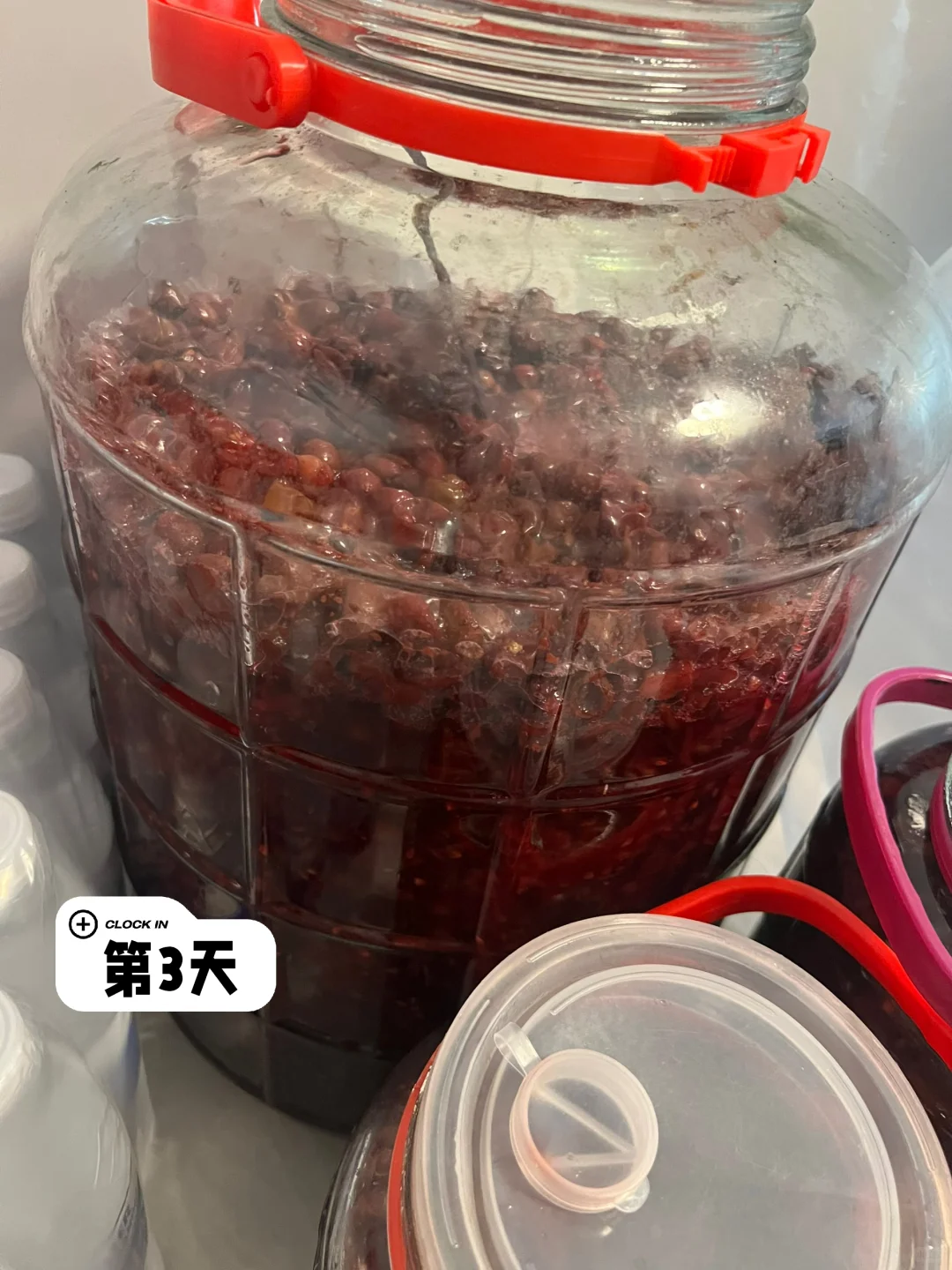 今年买了50斤野葡萄，自酿葡萄酒试一试
