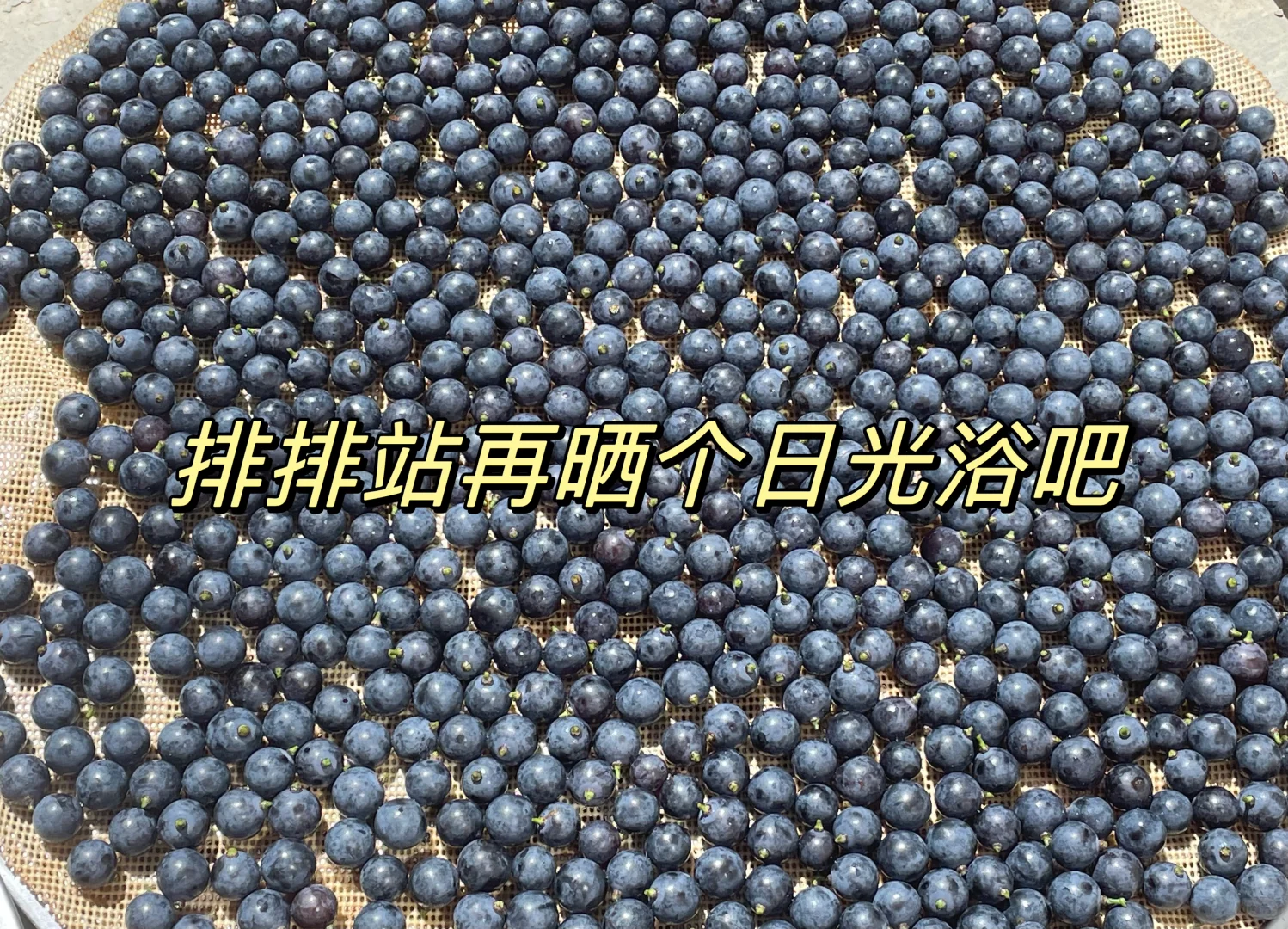 酿葡萄酒?