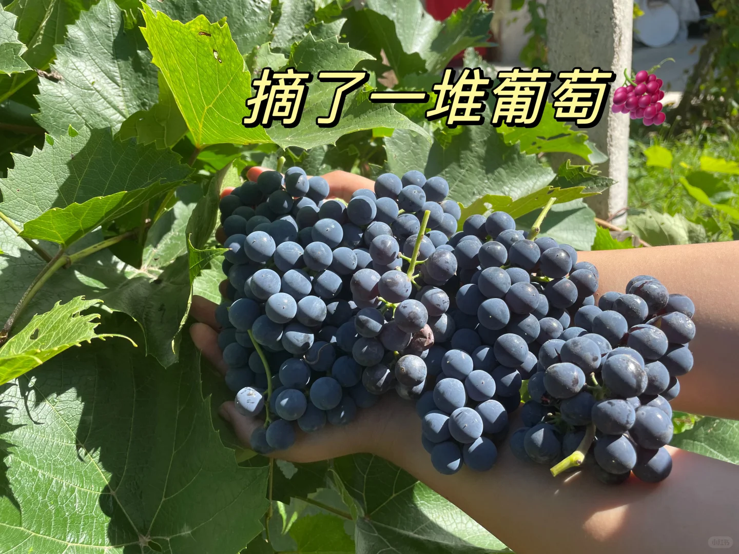 酿葡萄酒?