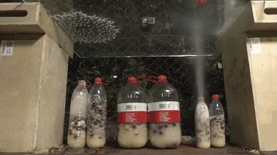 自酿葡萄酒、果酒密封发酵，瓶盖去哪儿了