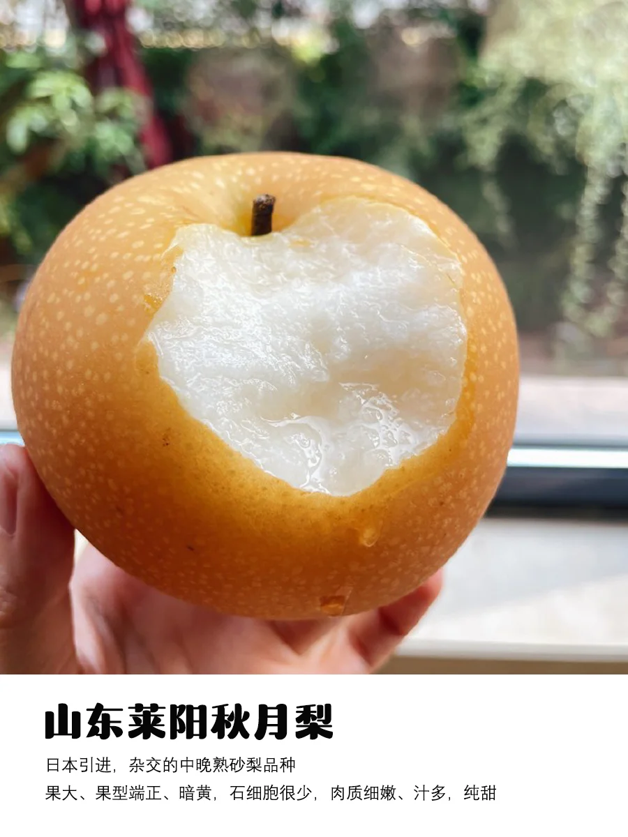 9月吃梨指南|原产地、品种介绍