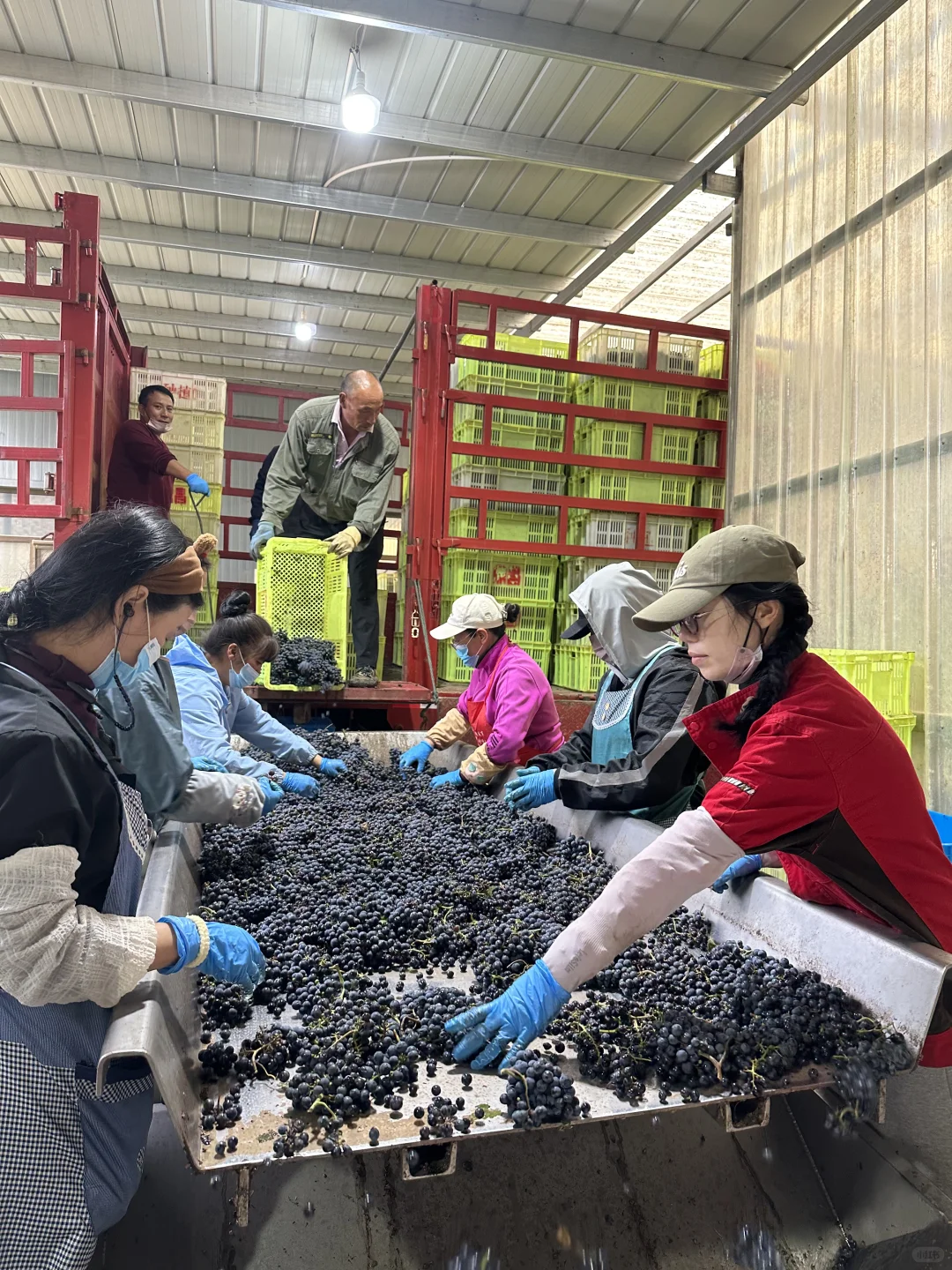 口粮真酿葡萄酒｜100%葡萄原浆 无科技与狠活