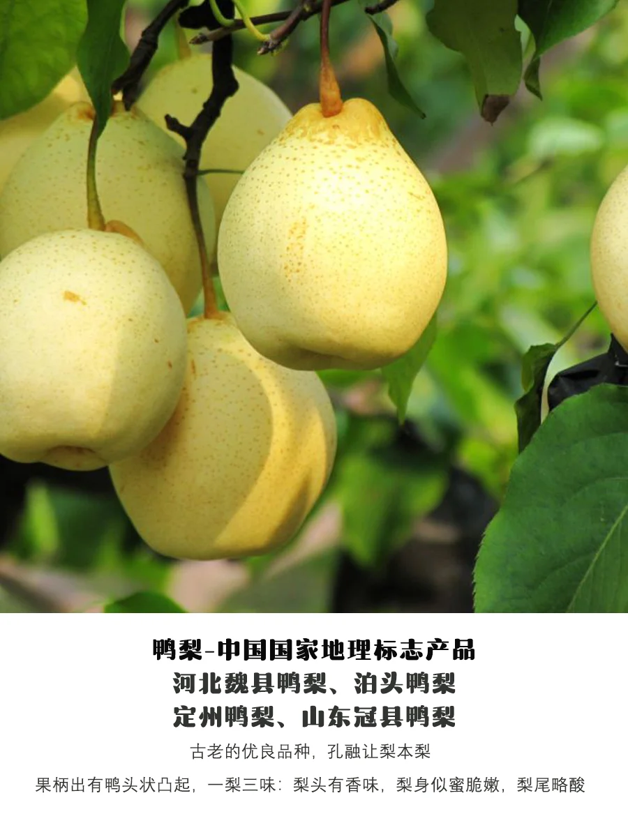 9月吃梨指南|原产地、品种介绍