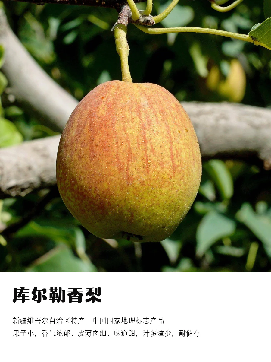9月吃梨指南|原产地、品种介绍