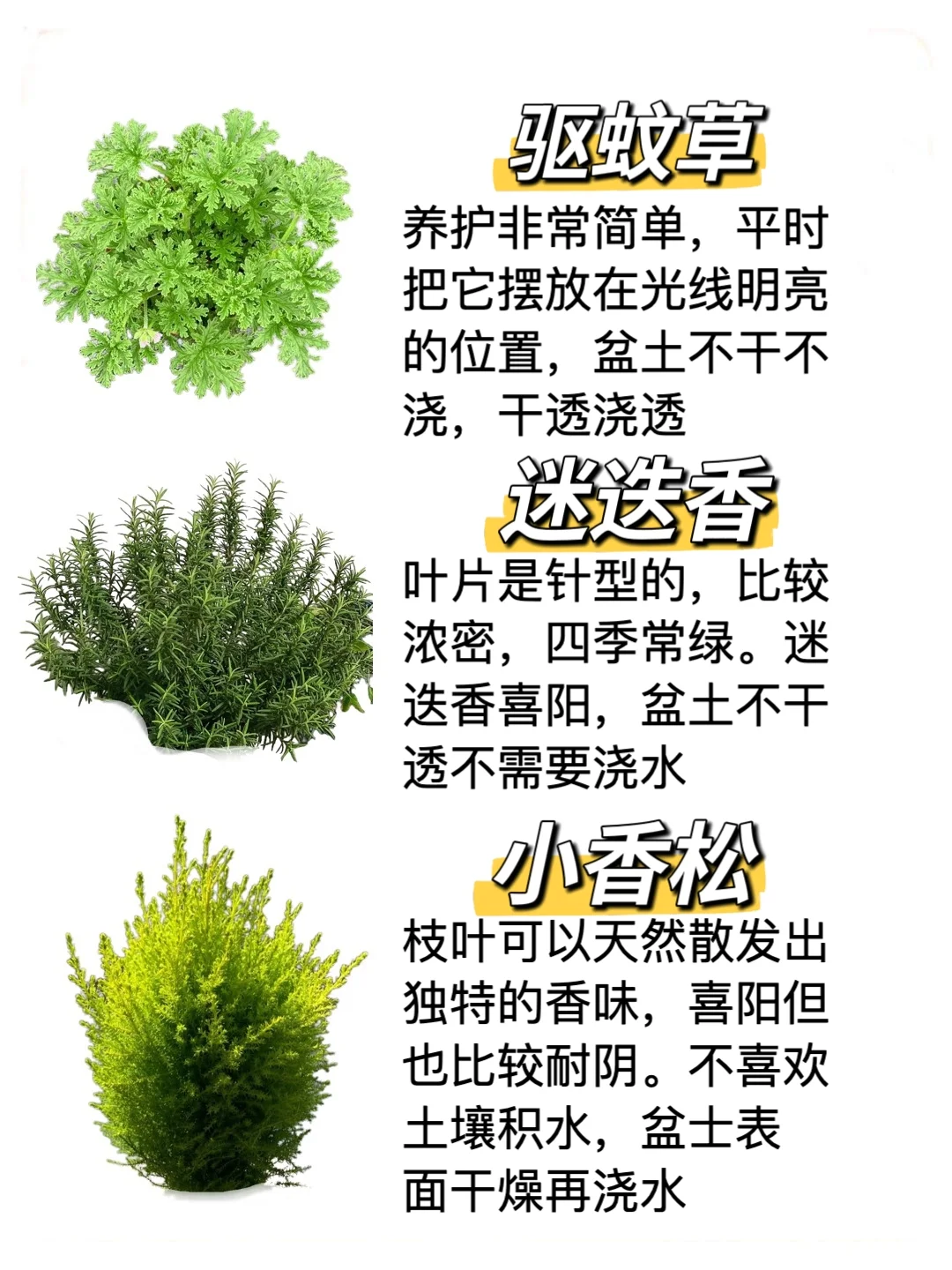 自带香味的办公室家居小盆栽，?建议收藏