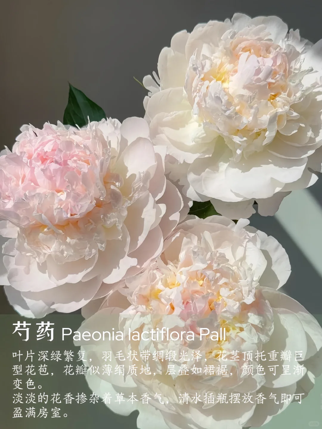 花香科普|春夏9种香香美美的花卉~