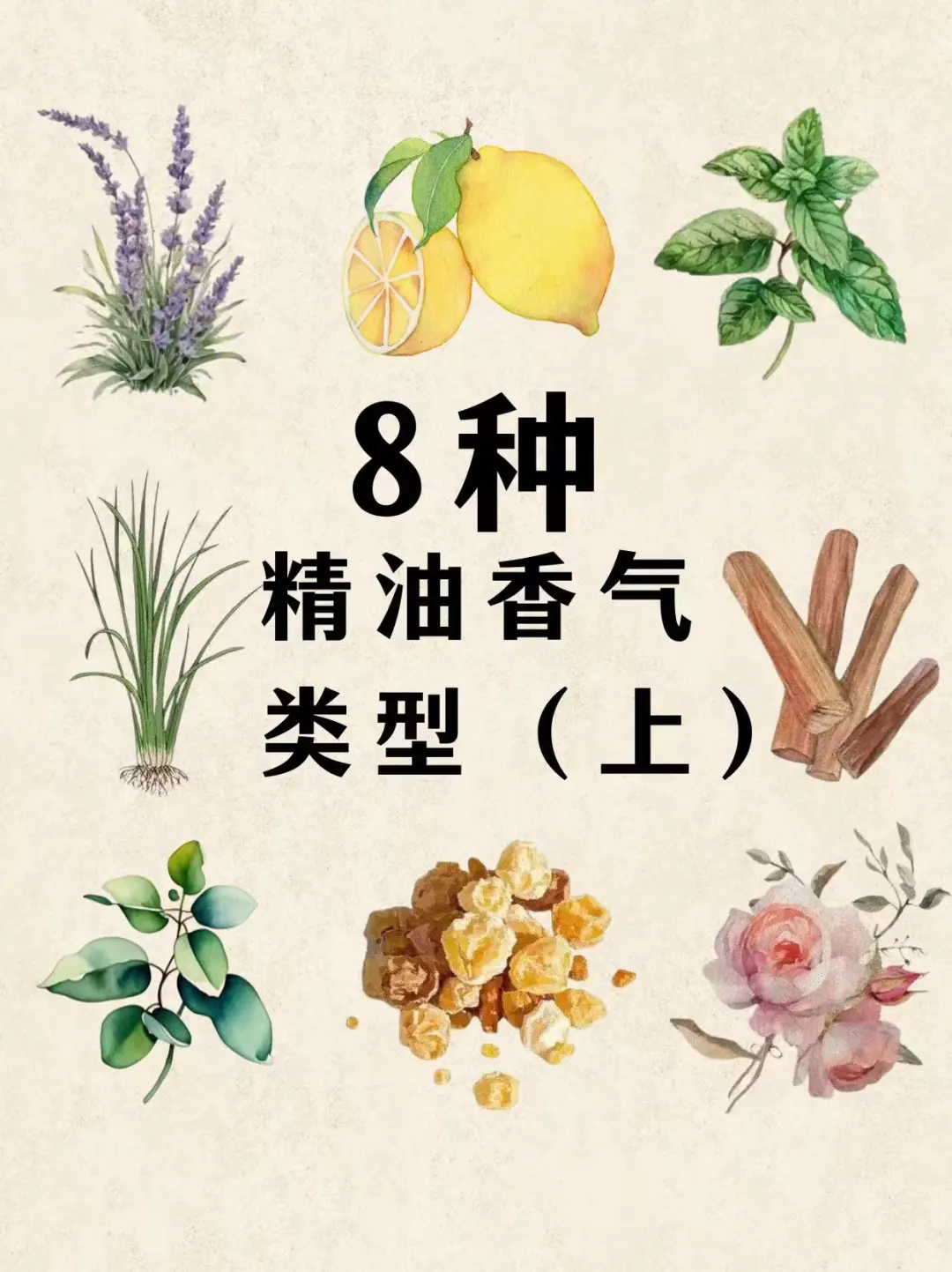 精油芳疗｜8种精油香气类型（上）