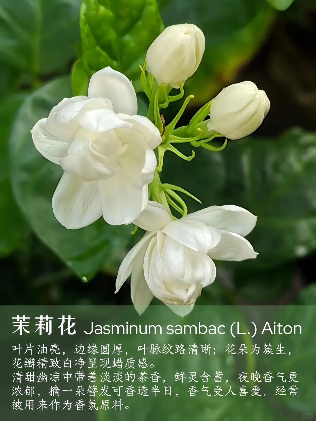 花香科普|春夏9种香香美美的花卉~