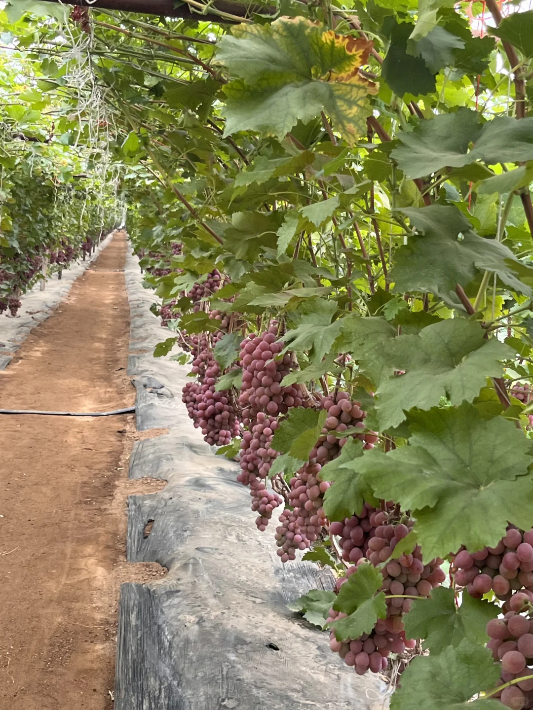有没有人想吃葡萄！大学生不骗大学生
