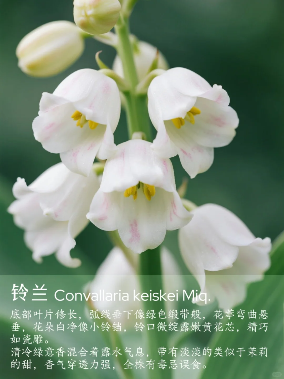 花香科普|春夏9种香香美美的花卉~