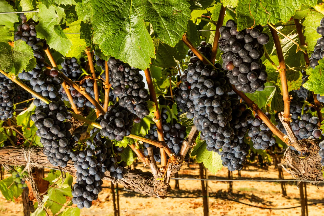 加州的葡萄酒行业陷入危机