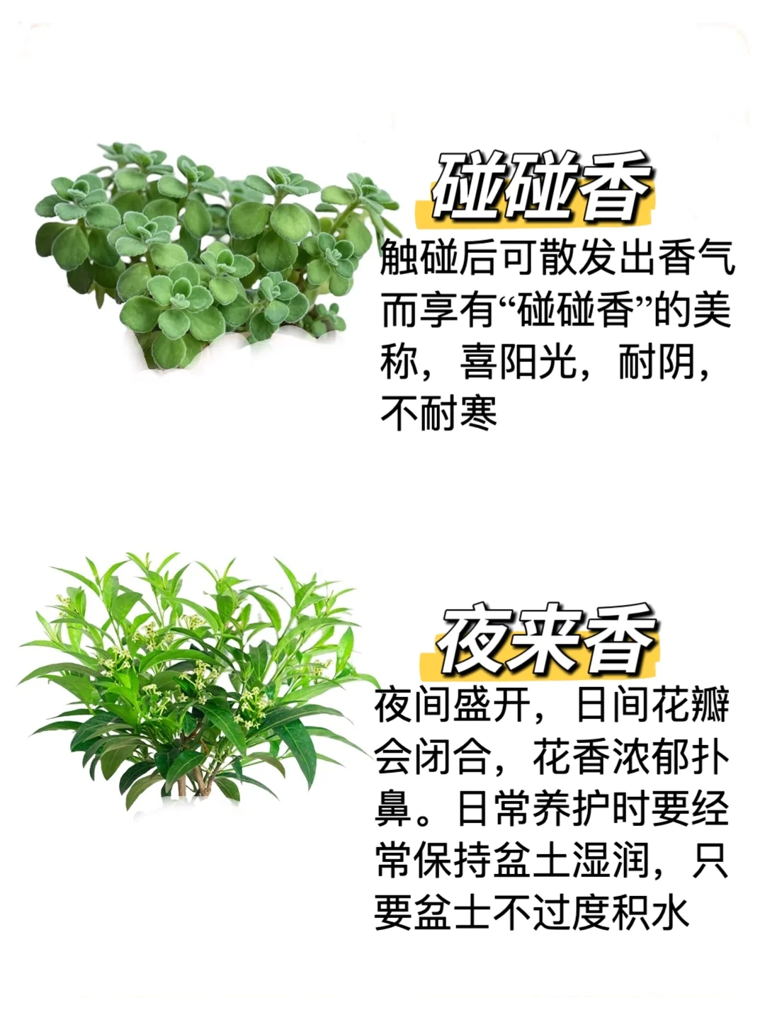 自带香味的办公室家居小盆栽，?建议收藏