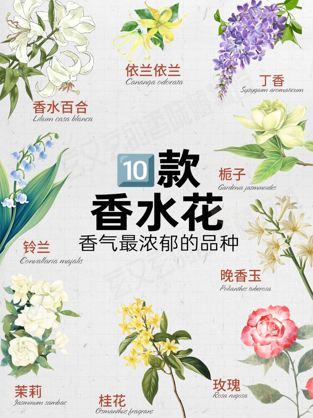 在室内扩散极快的超浓郁香水花?