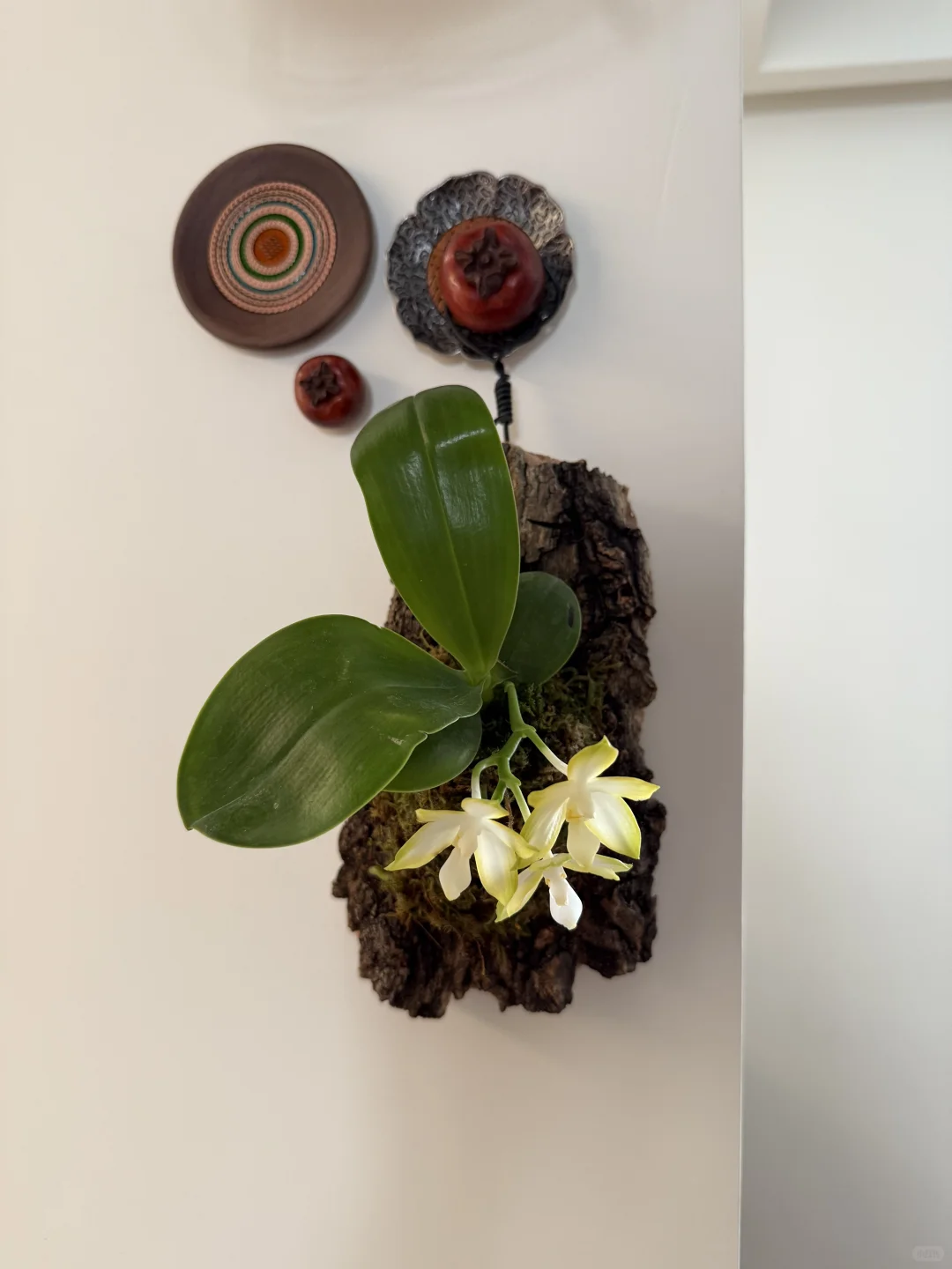 原生种浓香型蝴蝶兰｜板植蝴蝶兰