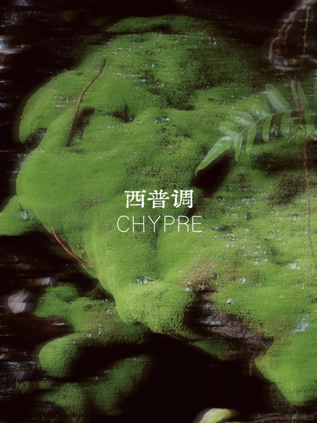 小白香水科普｜一分钟找到属于你的香调！