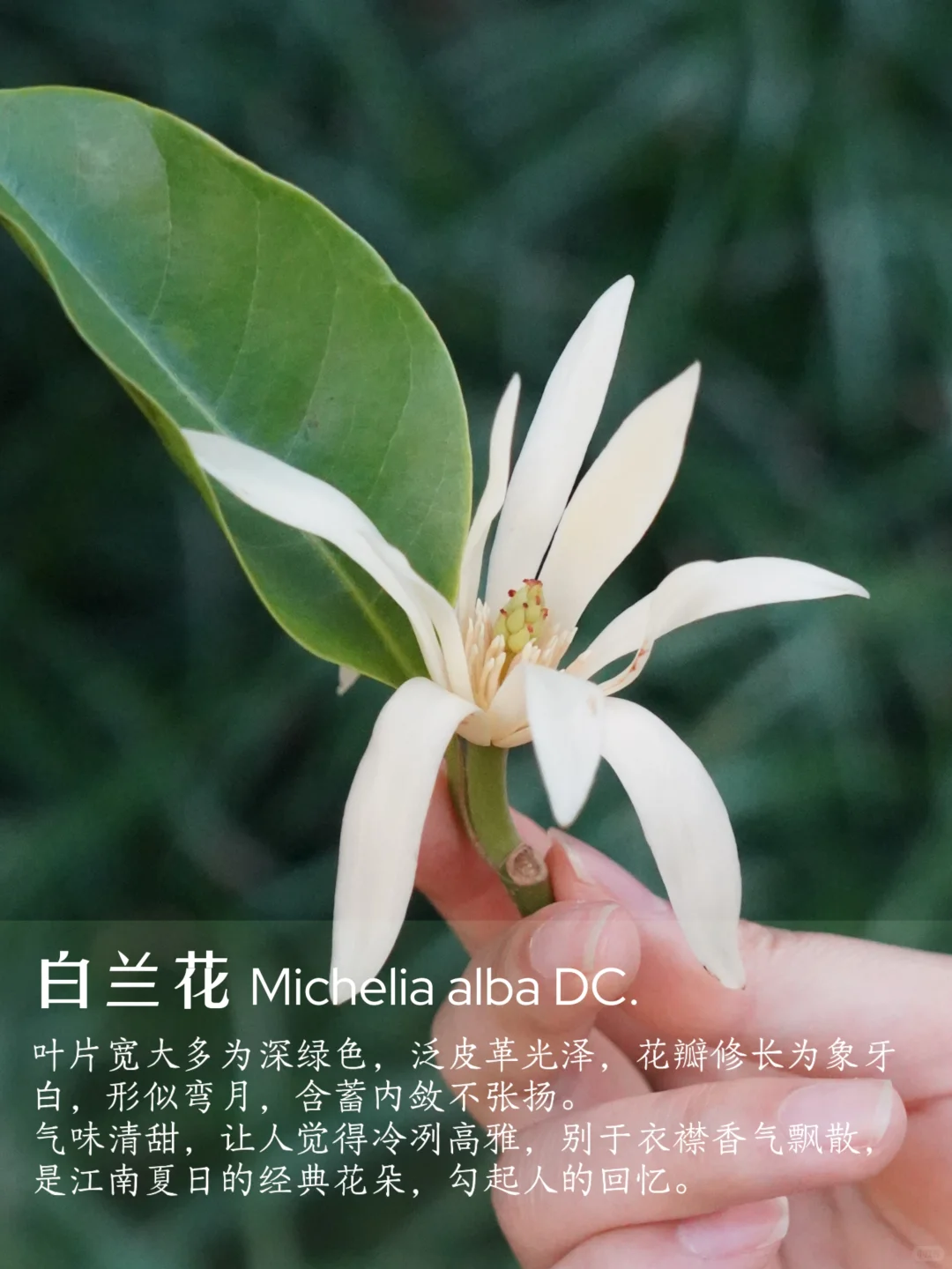 花香科普|春夏9种香香美美的花卉~