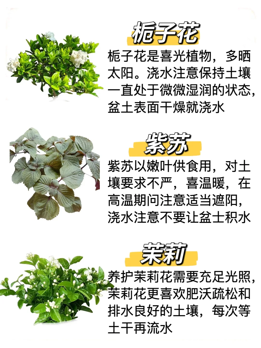 自带香味的办公室家居小盆栽，?建议收藏