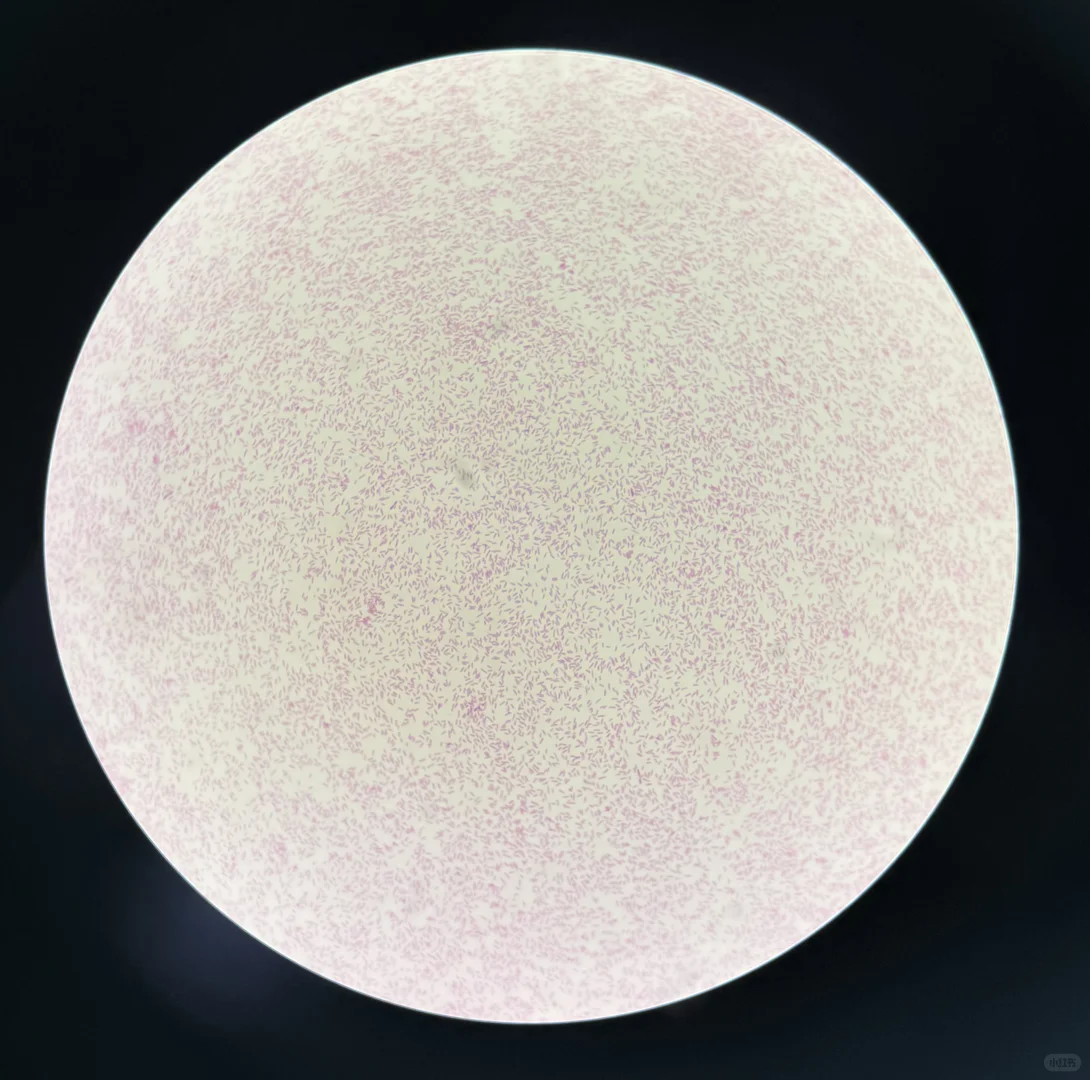 微生物检验进修日志0514报告