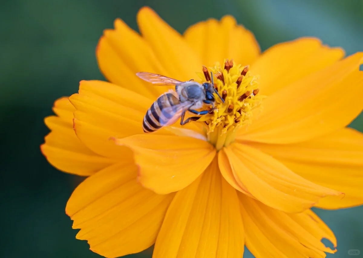 如何描写植物（四）