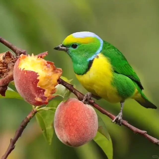 如何描写植物（四）