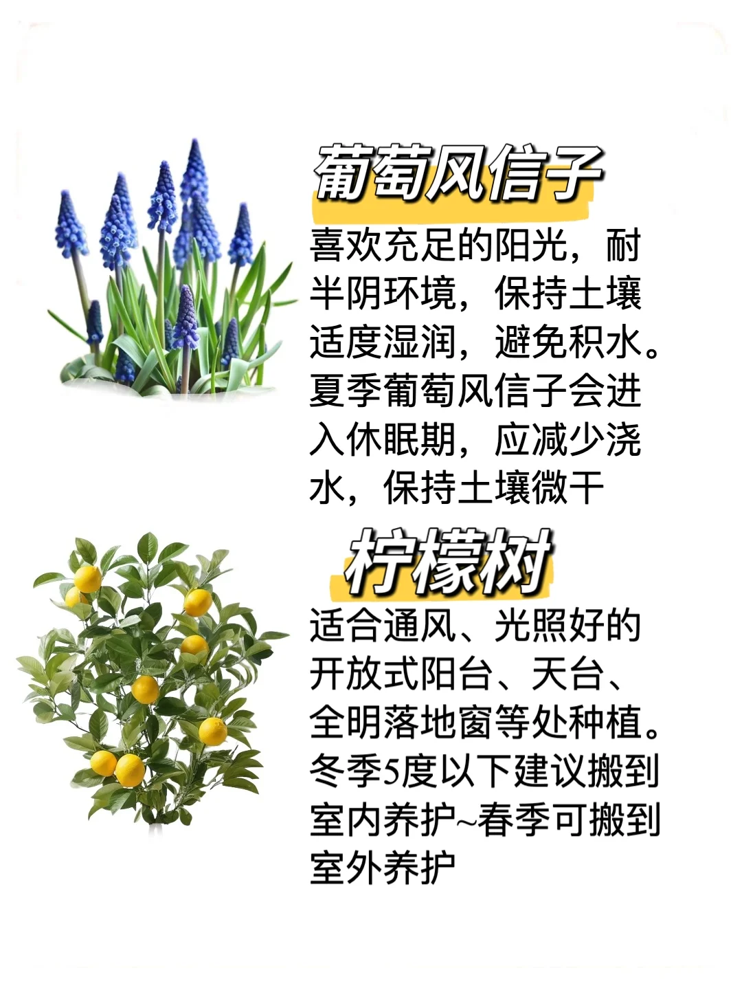 自带香味的办公室家居小盆栽，?建议收藏