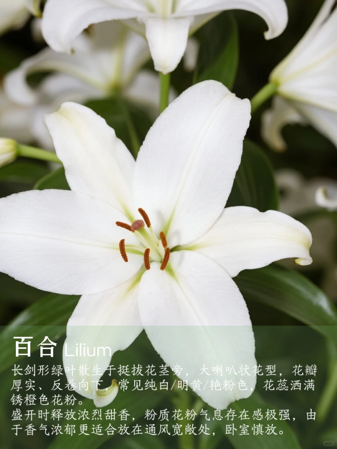 花香科普|春夏9种香香美美的花卉~