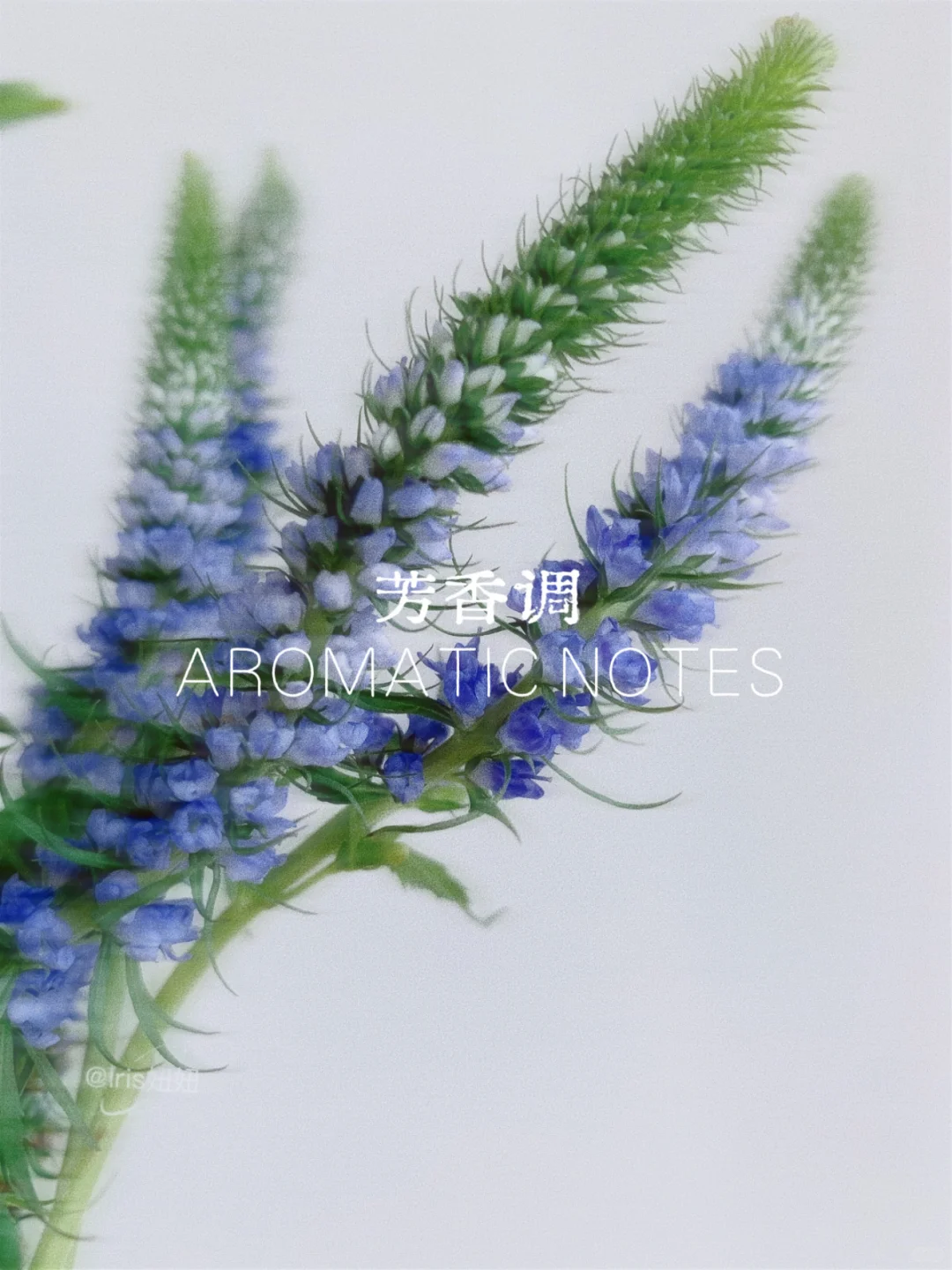 小白香水科普｜一分钟找到属于你的香调！