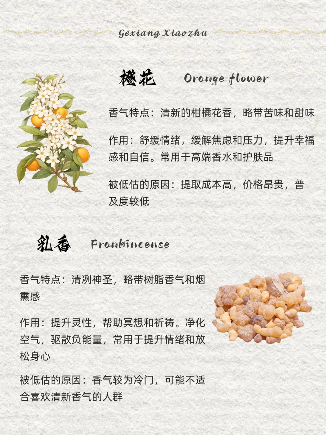 香味科普 ｜8种被低估的香气