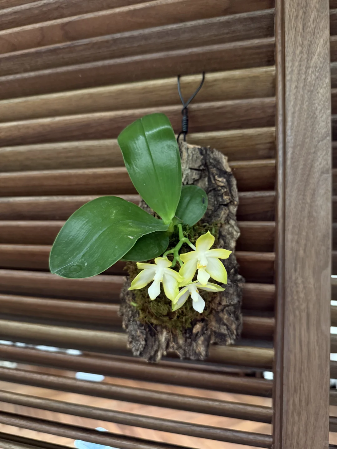 原生种浓香型蝴蝶兰｜板植蝴蝶兰