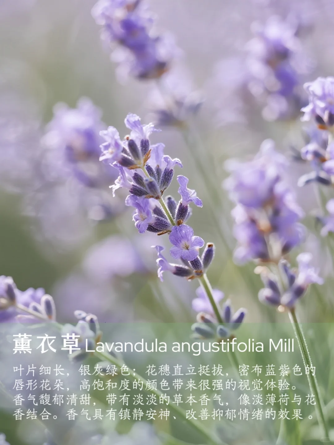 花香科普|春夏9种香香美美的花卉~