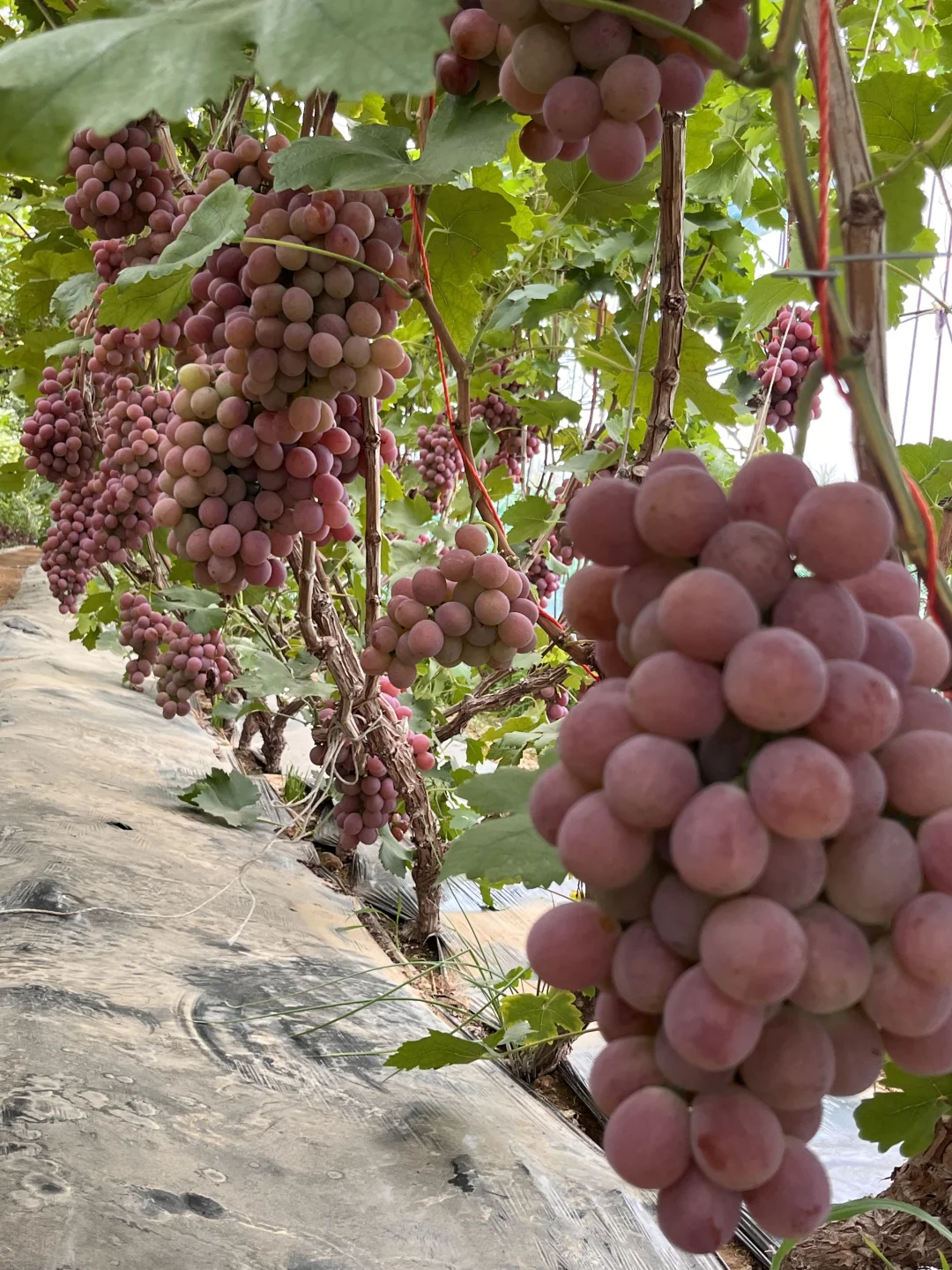 有没有人想吃葡萄！大学生不骗大学生