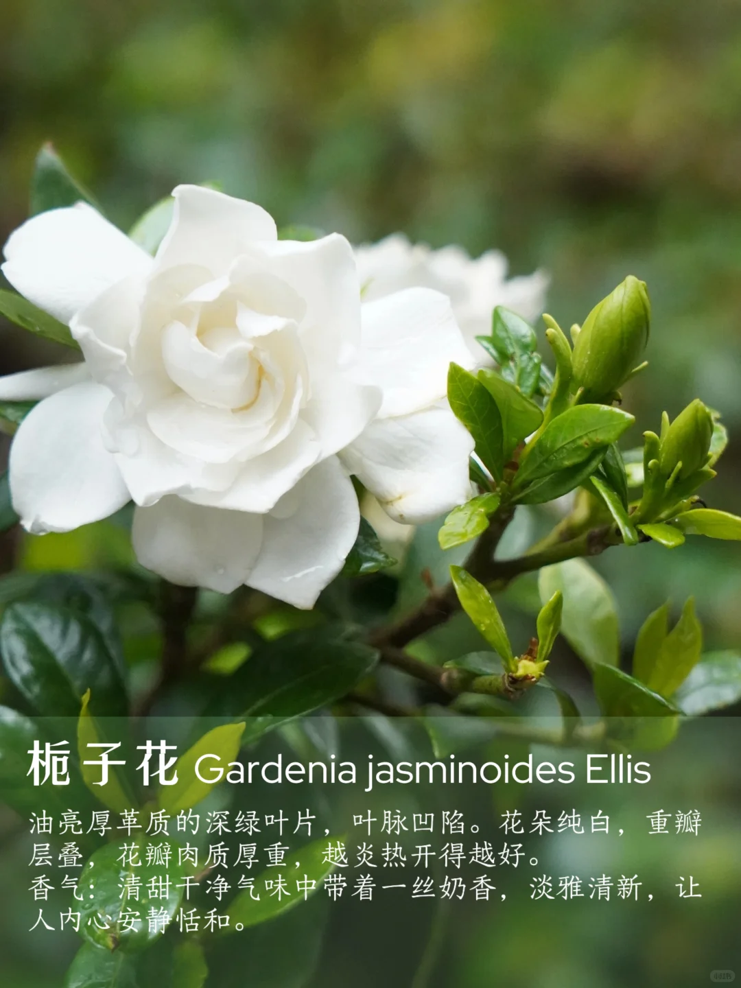 花香科普|春夏9种香香美美的花卉~