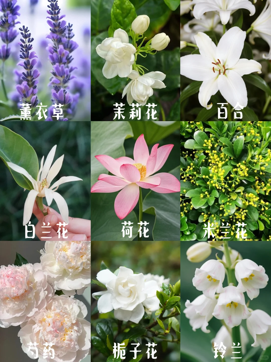 花香科普|春夏9种香香美美的花卉~