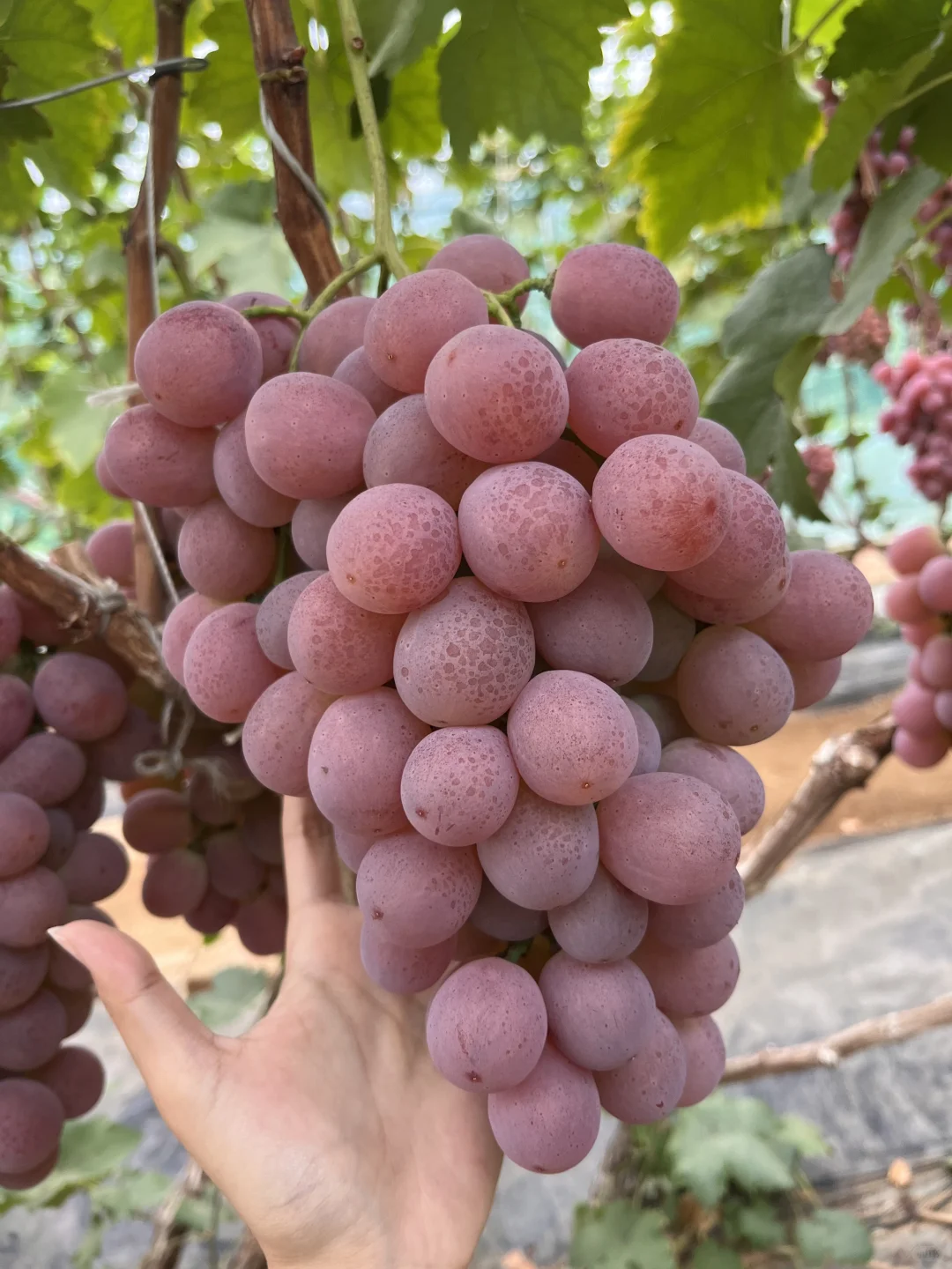 有没有人想吃葡萄！大学生不骗大学生