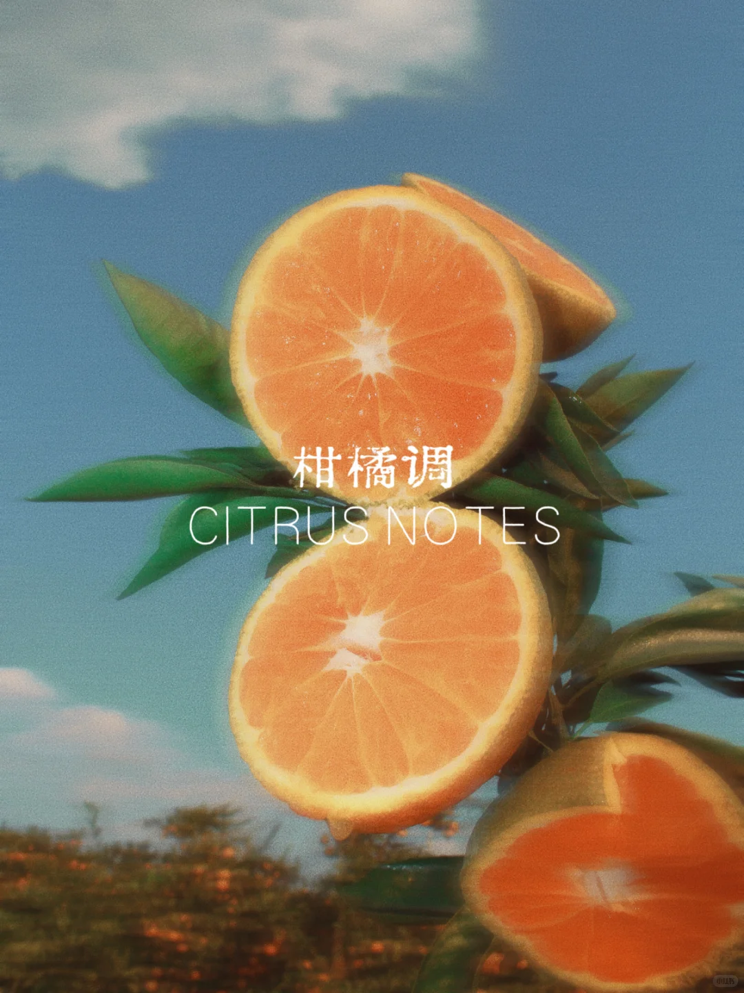 小白香水科普｜一分钟找到属于你的香调！