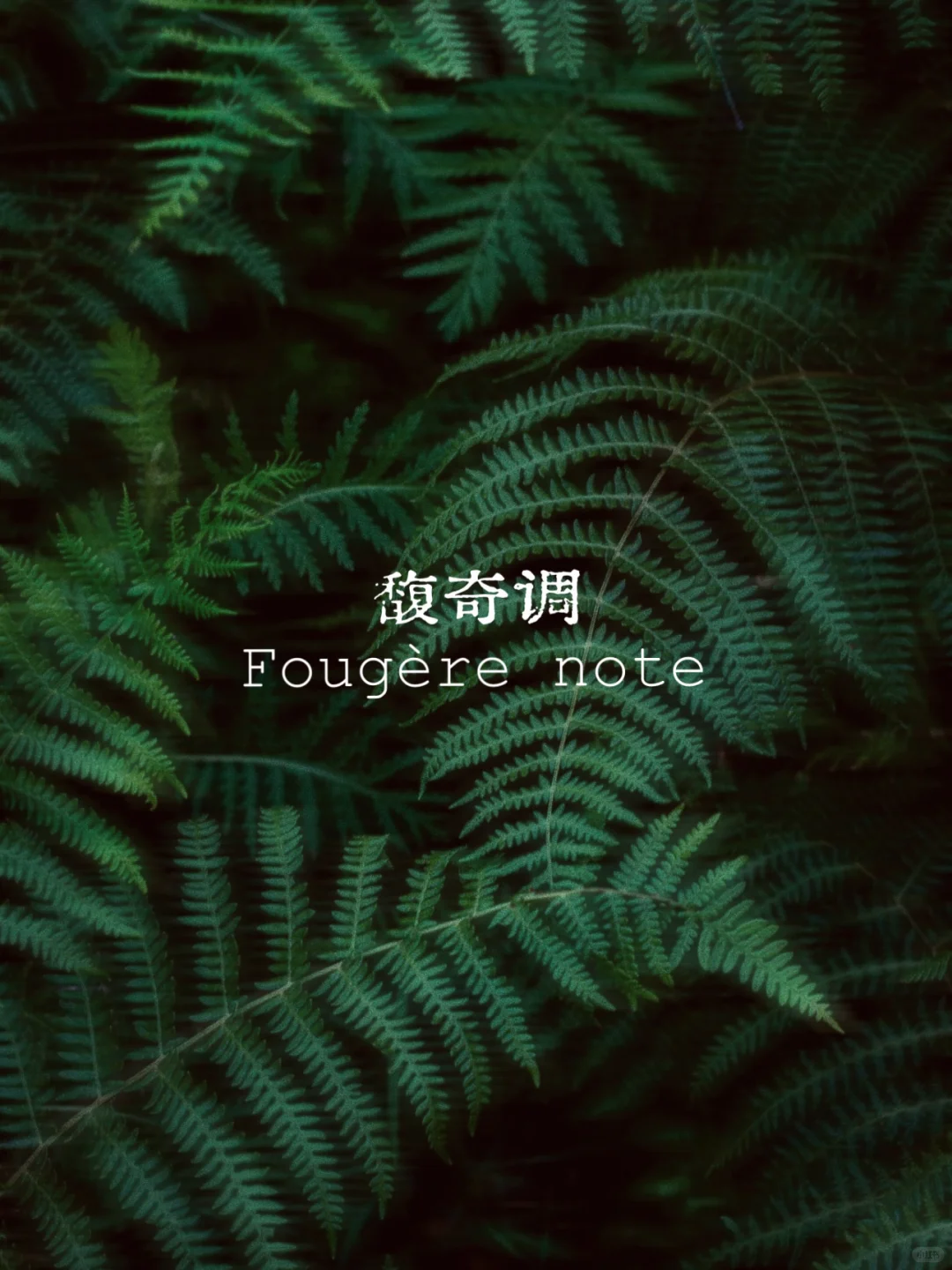 小白香水科普｜一分钟找到属于你的香调！