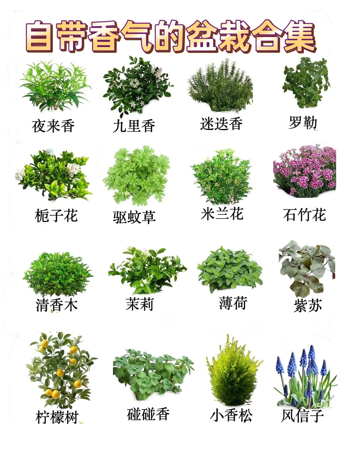 自带香味的办公室家居小盆栽，?建议收藏