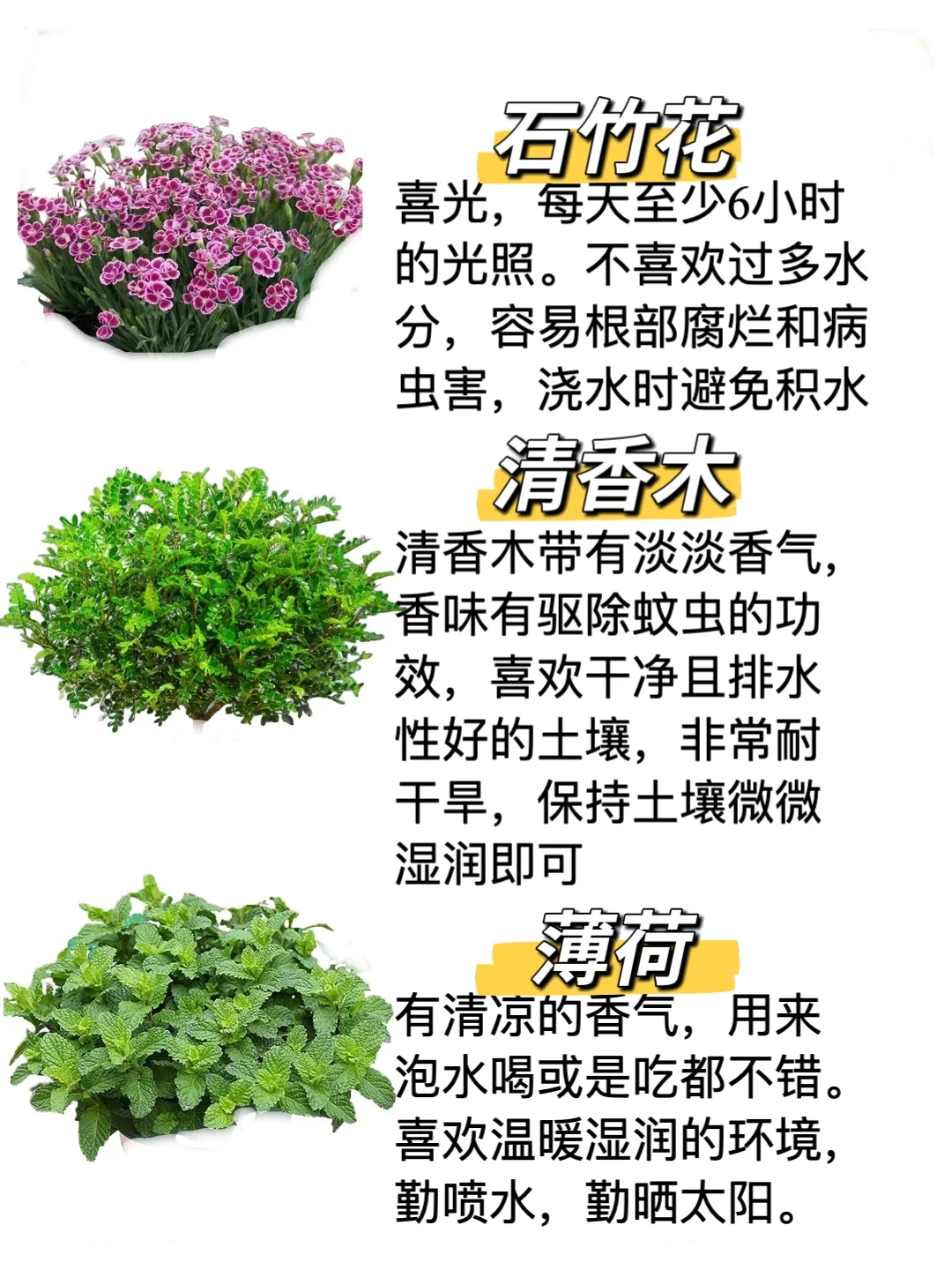 自带香味的办公室家居小盆栽，?建议收藏