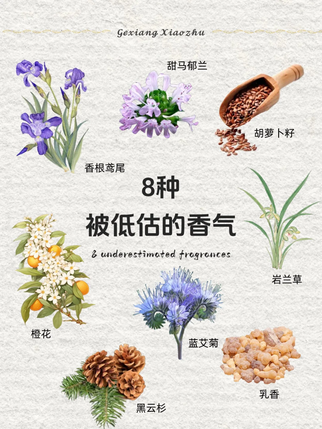 香味科普 ｜8种被低估的香气