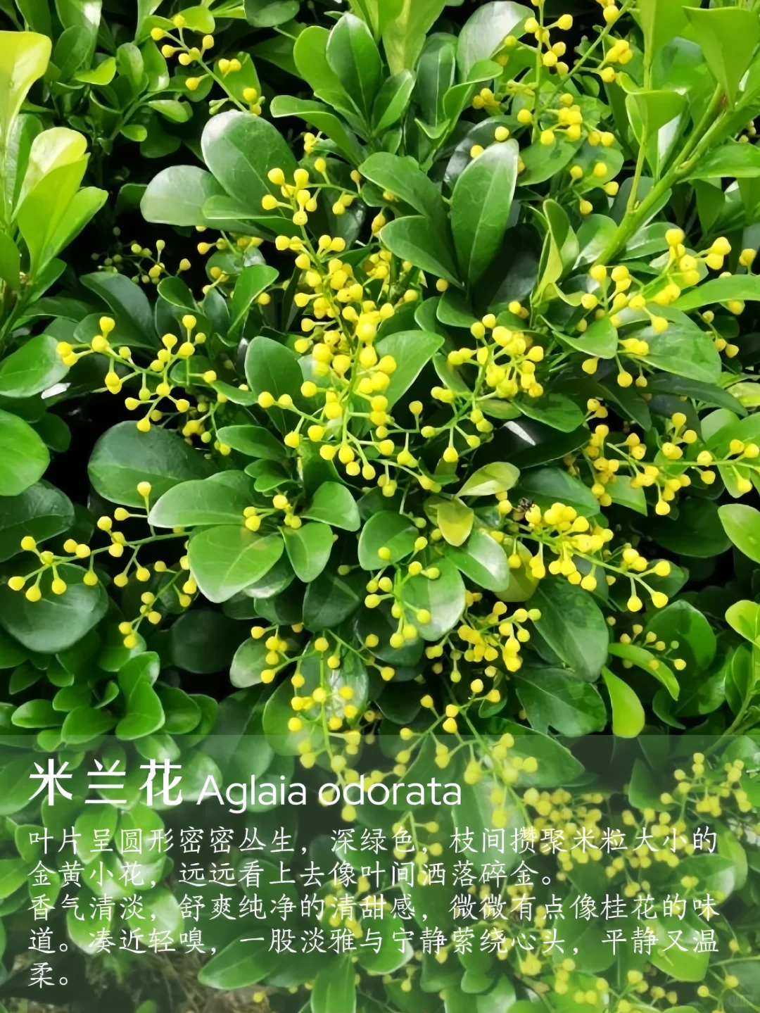 花香科普|春夏9种香香美美的花卉~