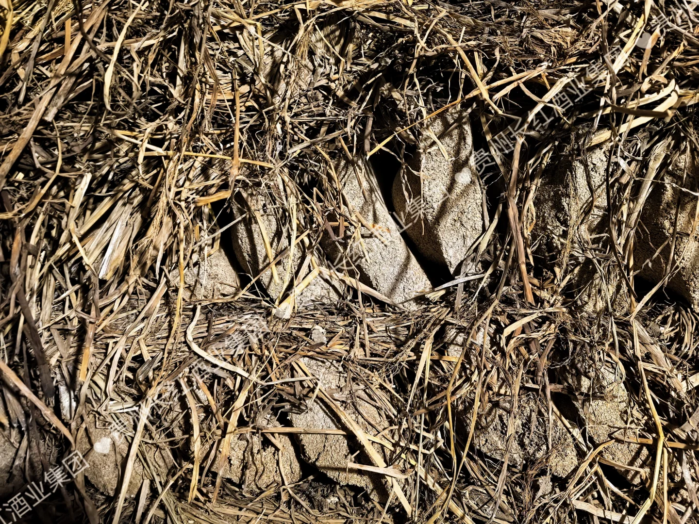 呜呜呜，大家说这些泥巴坨坨是什么？