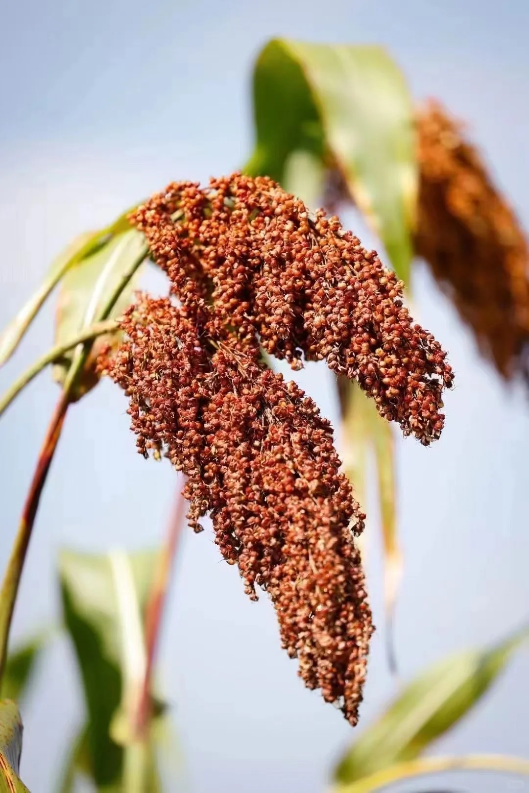 茅台镇酿酒用的高粱主要是红缨子高粱