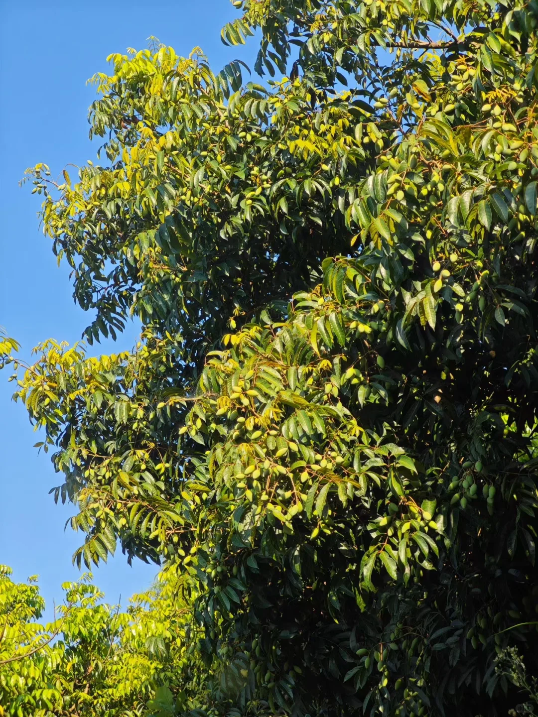 江津青果（橄榄）的日常食用方法