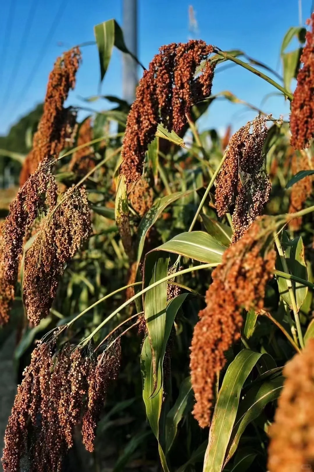 茅台镇酿酒用的高粱主要是红缨子高粱