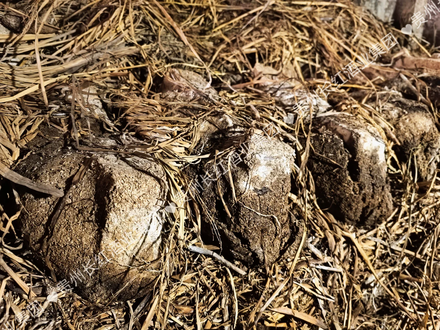 呜呜呜，大家说这些泥巴坨坨是什么？