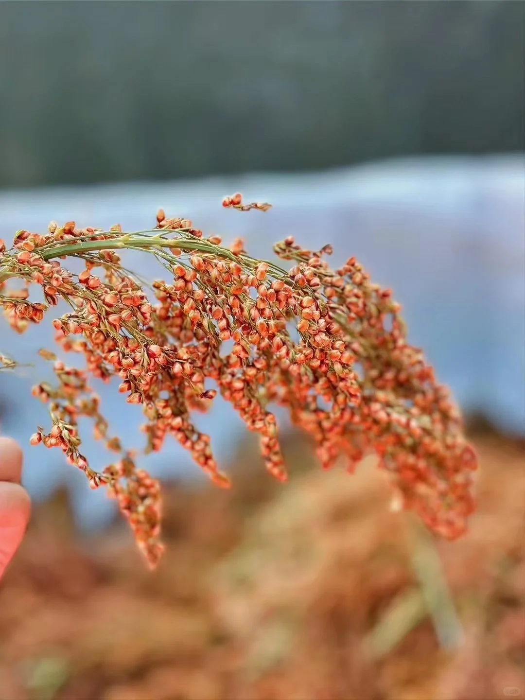 茅台镇酿酒用的高粱主要是红缨子高粱